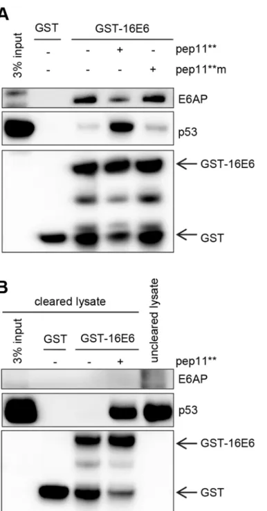 Fig 6. Trimeric complex formation between HPV16 E6, p53 and pep11 ** or E6AP, in GST pull-down analyses