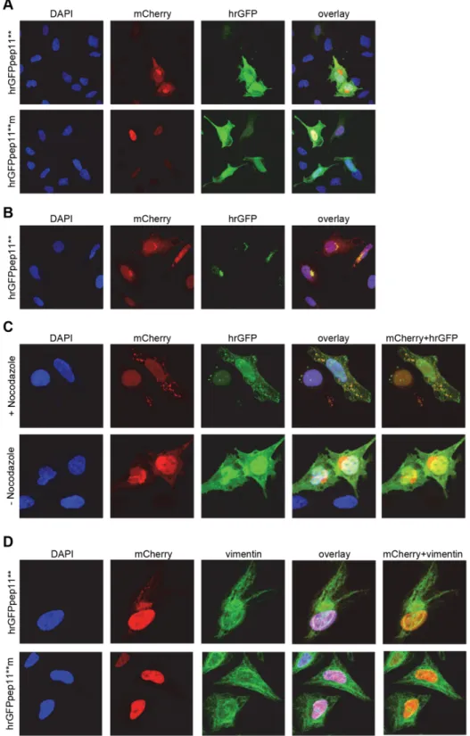 Fig 1. Intracellular co-localization of pep11 ** and HPV16 E6. (A) mCherry-HPV16 E6 was co-expressed in HeLa cells with either hrGFPpep11 ** (upper panel) or hrGFP-pep11 ** m (lower panel)