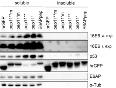 Fig 3. Immunoblot analyses of endogenous HPV16 E6, upon intracellular expression of E6-targeting peptides
