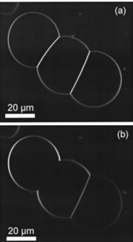 Fig. 5. CCD image of the back aperture of the SHG collection objective. The excitation beam is scanned only over a small  por-tion of an equatorial slice of a GUV membrane