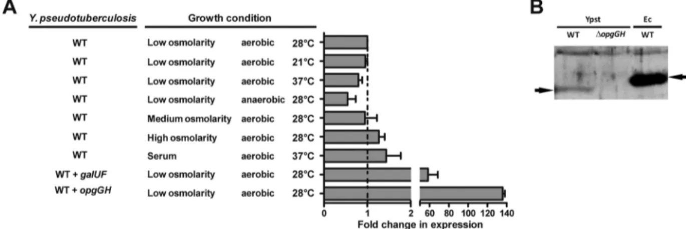 FIG 2 Y. pseudotuberculosis constitutively expresses the opgGH operon under various growth conditions