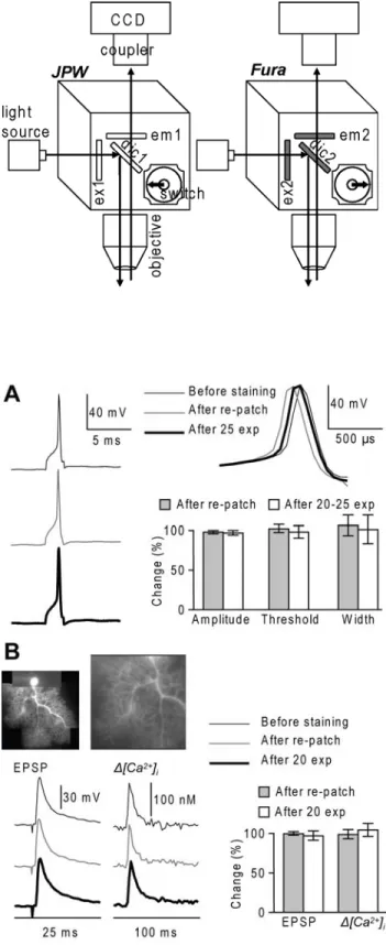Fig. 2.  Pharmacological effects and  photodynamic damage of JPW-1114 in  cerebellar Purkinje neurons