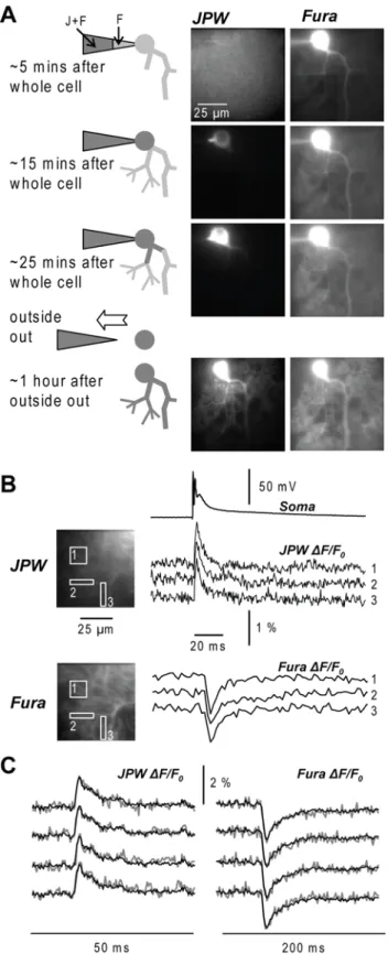 Fig. 3. Staining of the cells and  recording procedures. (A) A Purkinje  neuron loading with a voltage  sensitive dye (JPW, left column) and  a Ca 2+  indicator (Fura, right column)