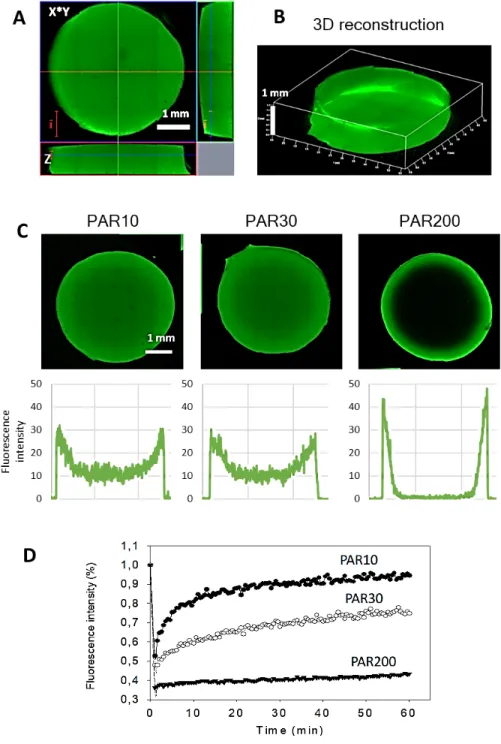 Figure  3.  HA  hydrogel  loading  with  PAR.  CLSM  images  of  hydrogel  discs  incubated  in  0.5  mg.mL -1   PAR30-FITC:  cross-cuts  in  Z  (A)  and  3D  reconstruction  (B)