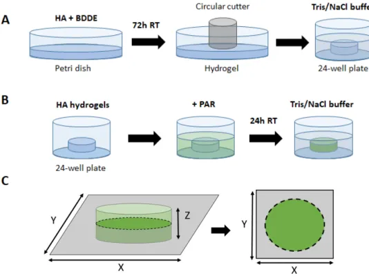 Figure 1. Preparation of HA-PAR hydrogel discs. (A) Production of HA hydrogel discs: 1.5 mL  HA and BDDE well-mixed solution in is poured into a Petri dish and allowed to cross-link at room  temperature for 72 hours