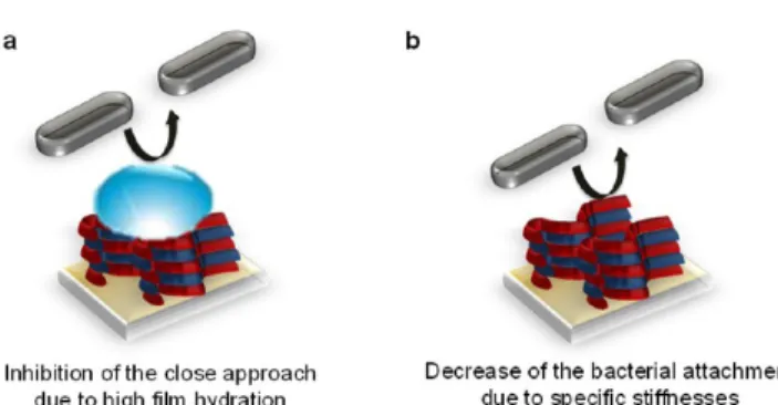 Figure 3. (a) Chemical structure of PGA-g-PEG, where k ≈ 45, j ≈ 330, and m ≈ 60. (b) Bacterial adhesion per mm 2 on bare silica, mPLL-g-PEG = PLL-g-PEG monolayer, mPGA-g-PEG = (PLL/PGA-g-PEG) 1 , and multilayer ﬁlms ∼PLL 3 = Pre-(PLL/PGA) 2 , ∼PLL-g-PEG 3