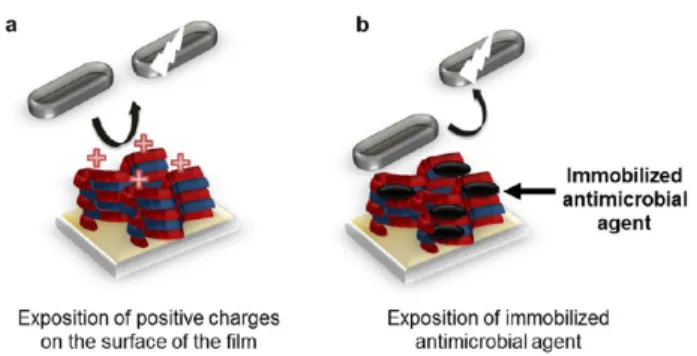 Figure 7. (a) Chemical structure of chitosan. (b) Schematic representation of the construction, cross-linking, degradation, and antibacterial properties of the (HEP/CHI) 10 -(PVP/PAA) 10 multilayer ﬁlm