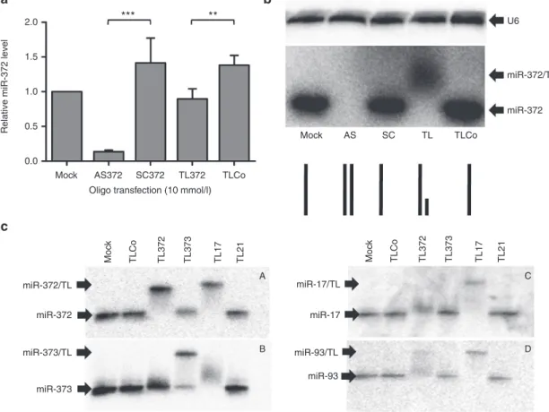 Figure 1   Specificity of miRNA targeting by 22-mer full-length antisense or 8-mer seed-directed oligonucleotides in cultured AGS  cells