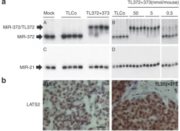 Figure 5  8-mer LNAs inhibit the growth of a miR-372-positive human gastric tumor. (a) TL372+373 (TL) dose-dependent effects on  tumor growth: the horizontal bars inside the boxes indicate the median and the capped bars the minimal and the maximal data val