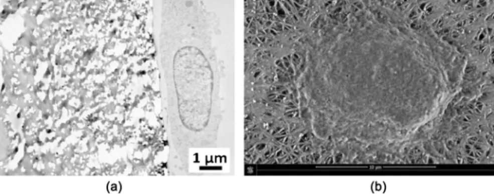 Figure 5. (a) TEM micrograph showing the growth of primary fibroblasts at the surface  of e-PTFE_f