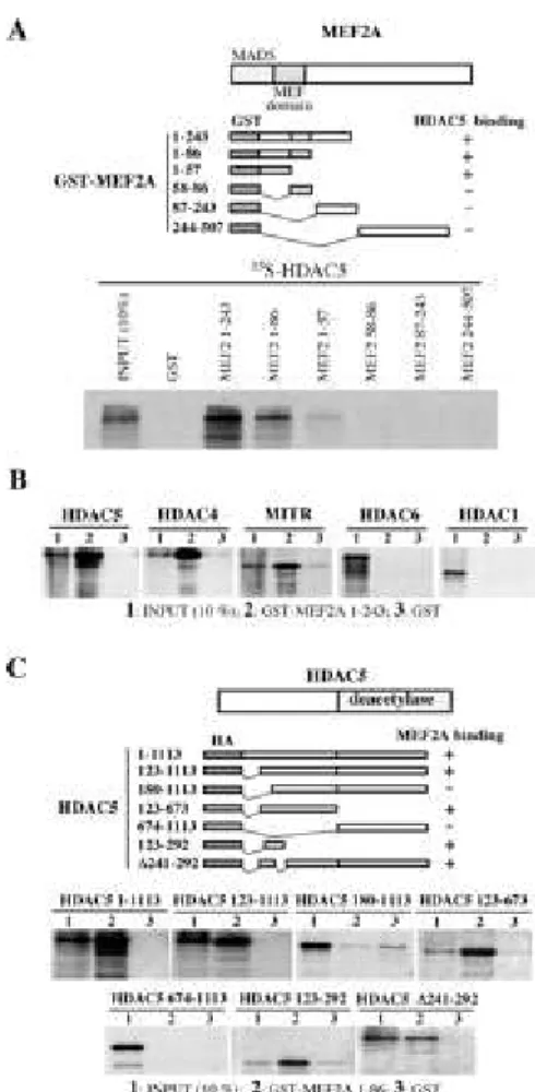 Fig. 2.   Direct interaction between MEF2A and HDAC5. A,  mapping of MEF2A-HDAC5  interacting domains