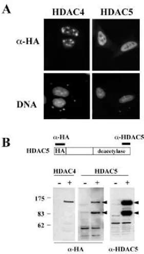 Fig.  5.    HDAC4  and  HDAC5  are  two  different  proteins. A,   different  distribution  of  HDAC4 and HDAC5 in HeLa nuclei after transfection