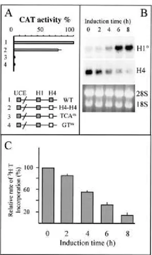 FIG. 2.    (A) Histone H4 site II and H1 0  H4 box are functionally equivalent in proliferating  cells
