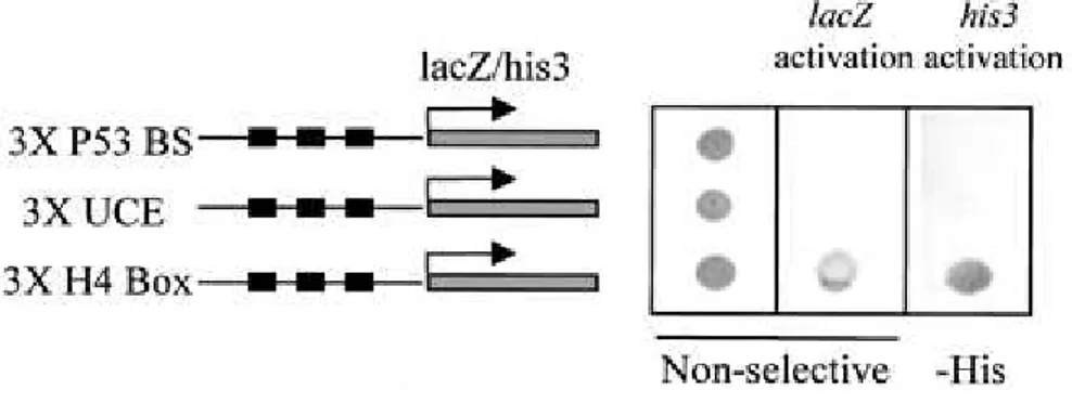 FIG.  3.      HBP1  interacts  specifically  with  the  H1 0   H4  box  in  vivo.  A  GAL4  AD-HBP1  expression vector, isolated from the one-hybrid screening, was introduced into three different  yeast strains harboring three copies of either the H4 box, 