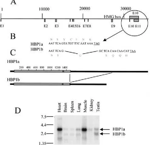 FIG.  5.      Structure  of  the  human  HBP1-encoding  gene.  (A)  The  sequence  of  a  human  bacterial  artificial  chromosome  clone,  RG363E19  (accession  no