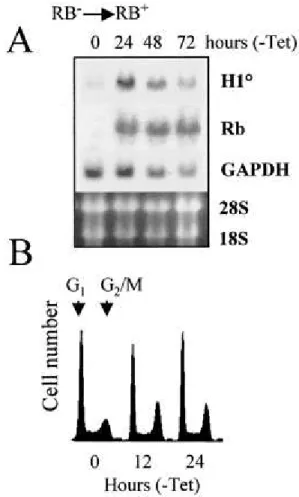 FIG. 7.    RB modulates the expression of the endogenous H1 0  gene. The RB-deficient SAOS- SAOS-2 cell line, harboring an inducible RB-encoding transgene, was cultured in the absence of  tetracycline to induce the expression of RB