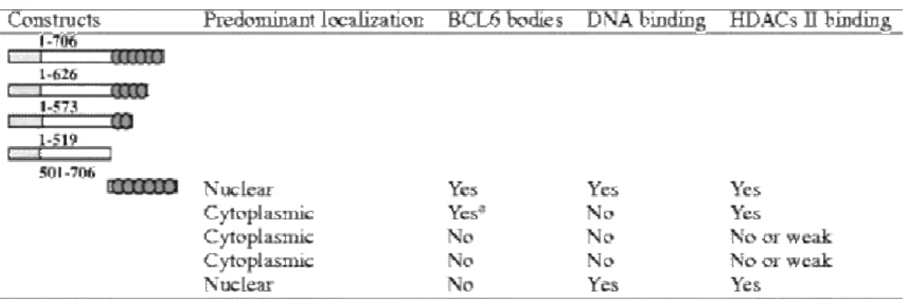 Table 1. Characteristics of BCL6 deletion constructs 