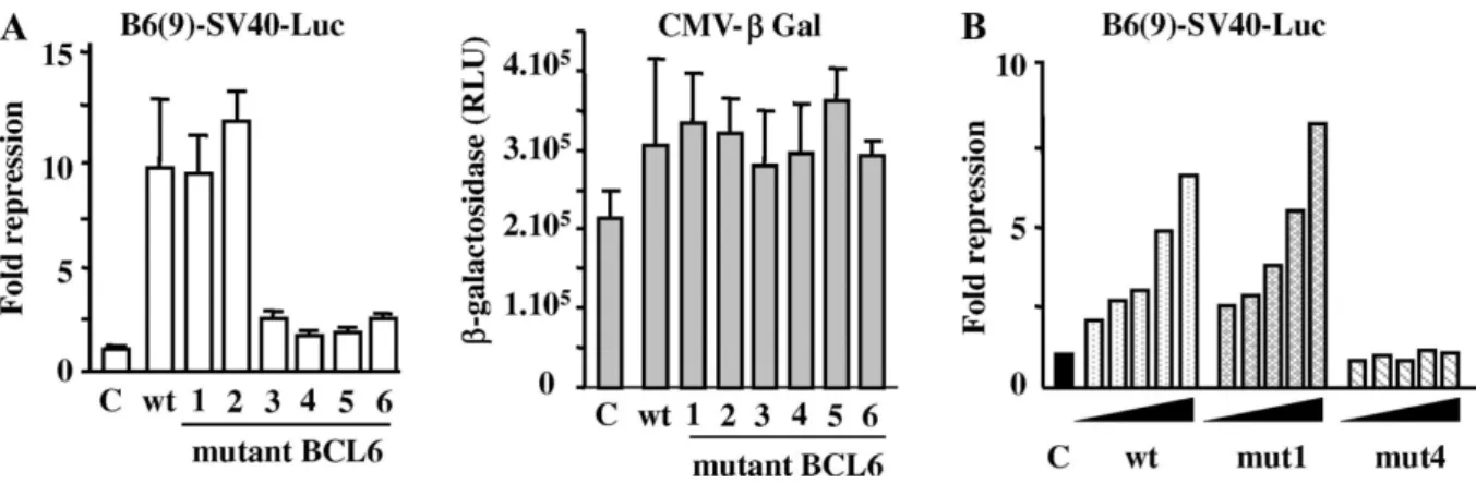 Fig. 2. Transcriptional activity of wild type and mutant BCL6 proteins. (A) Wild type and mutant 1–6 BCL6  plasmids were transfected in HeLa cells, with a luciferase reporter gene containing BCL6 binding sites  (B6(9)-SV40-Luc) and pCMV-β plasmid to monito
