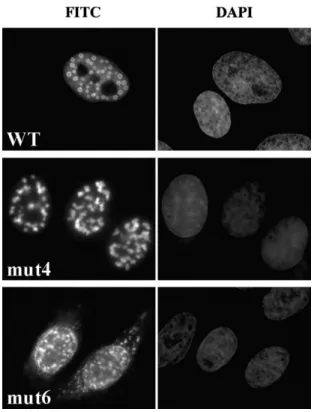 Fig. 3. Cellular localization of BCL6 mutant proteins. HeLa cells were transiently transfected with plasmids coding  for wt and mutant BCL6