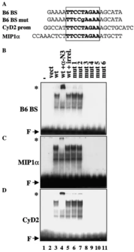 Fig. 4. DNA-binding ability of mutant BCL6 proteins: EMSA analysis. (A) Sequence of the various DNA probes  used in gel shift assay