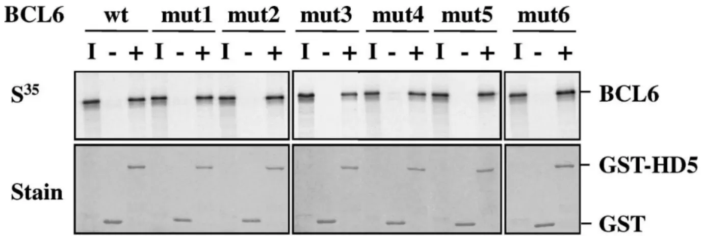 Fig. 5. Interaction of mutant BCL6 proteins with class II HDAC. GST pull-down assays were performed with GST  (− lanes) or GST-HDAC5 123-292 (+ lanes) proteins and  35 S-labeled BCL6 proteins synthesized in vitro