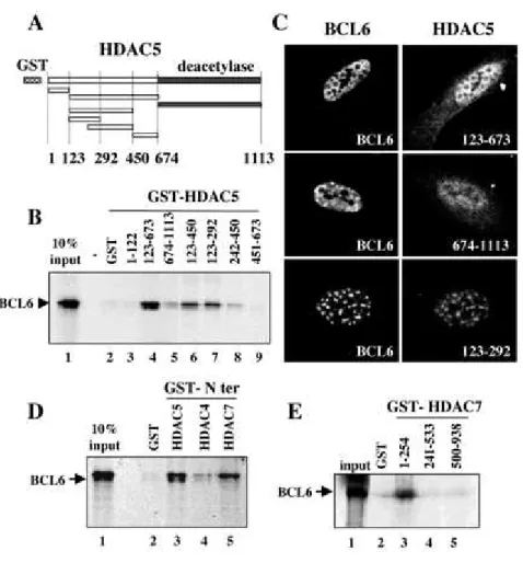Fig. 5.   BCL6 interacts with the N-terminal domain of the class II HDACs  in vitro. A, schematic representation of GST-HDAC5 fragments used in this study;  B,  GST alone or the  indicated GST-HDAC5 proteins  immobilized on glutathione-agarose beads were  