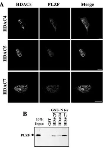 Fig. 8.   HDAC 4, -5, and -7 co-localize and interact with PLZF .  A,  mouse C2 cells were  co-transfected with a PLZF expression vector together with expression vectors encoding  HA-HDAC4,  -5, or  -7