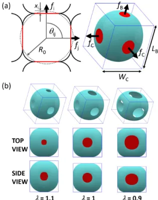 Fig. 1 (a) Photograph of a typical foam floating on a foaming solution, showing the progressive deformation of the bubbles with increasing foam height