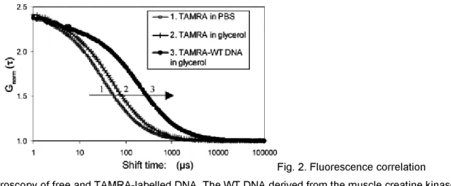 Fig. 2. Fluorescence correlation  spectroscopy of free and TAMRA-labelled DNA. The WT DNA derived from the muscle creatine kinase  promoter contains a MEF2 binding site