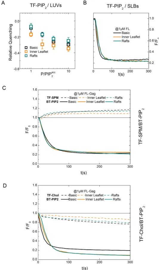Figure 6.  Gag PIP 2  and Chol nanoclustering in complex membrane models. (A and B) TF-PIP 2  fluorescence  changes in lipid membranes of different composition (basic, Inner Leaflet, Raft) using LUVs (A) relative  quenching of at different P/PIP acc 2  rat