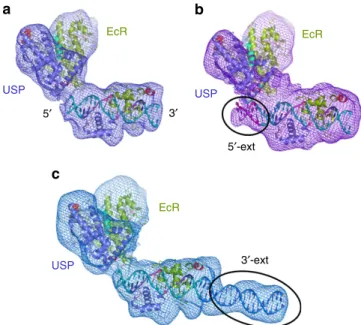 Figure 1 | Cryo-EM structures of the three USP/EcR DNA complexes.
