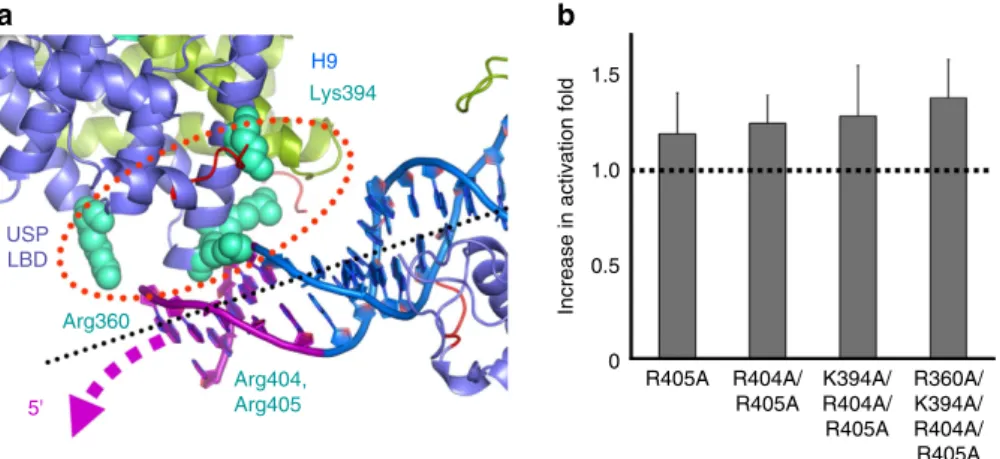 Figure 3 | Structural and functional analysis of the interactions of USP LBD with the 5 0 DNA region