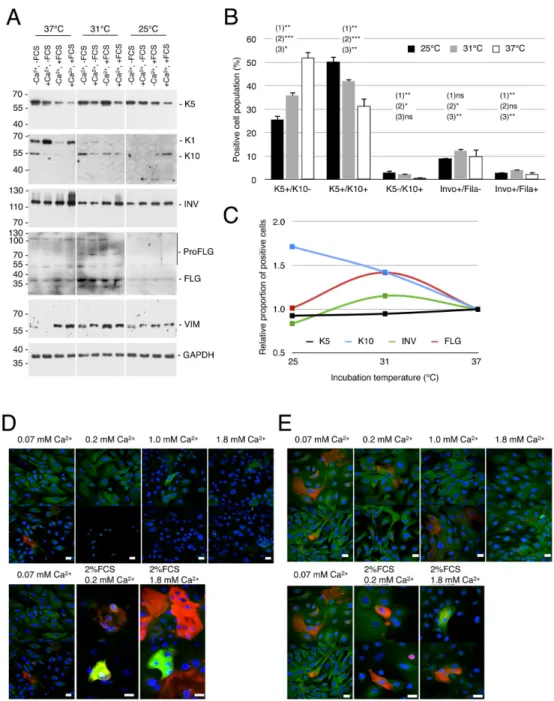 Figure  4.    Lower  incubation  temperature  increases  keratinocyte  differentiation