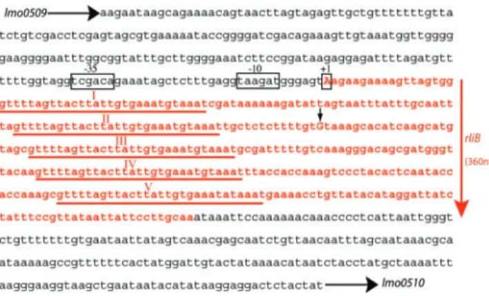 Figure 3. Sequence of rliB locus. In red, the rliB-transcribed sequence;
