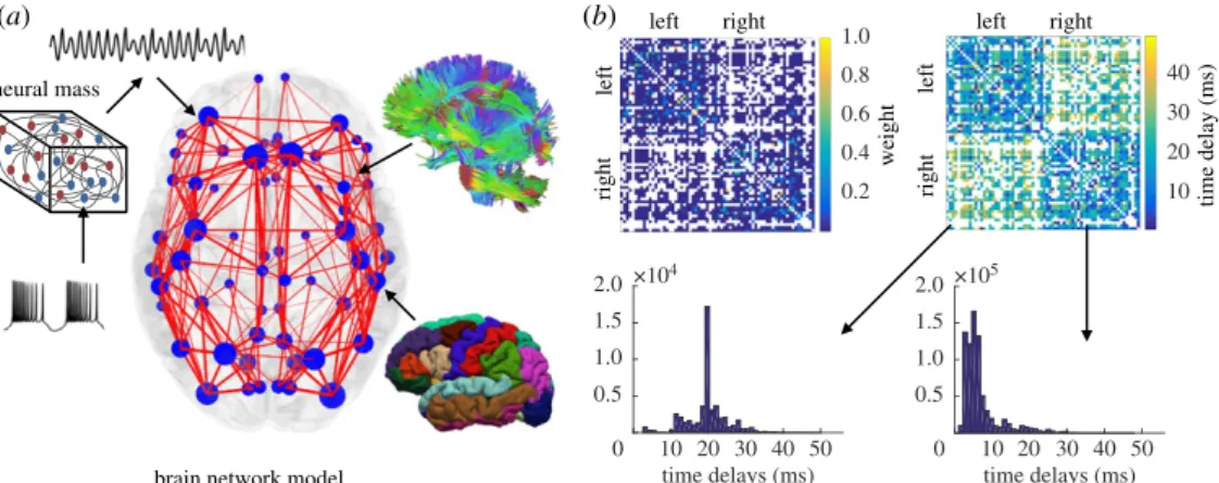 Figure 1. ( a ) Brain Network Model consisting of the neural mass dynamics superimposed over the connectome, which is reconstructed using DTI tractography (top) and MRI topography (bottom)