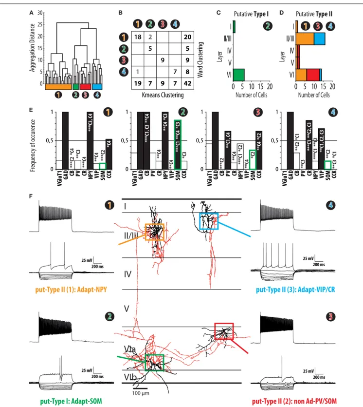 FIGURE 3 | Clustering of interneurons expressing nNOS mRNA. (A) Ward’s clustering of 42 nNOS interneurons sampled from slices of the barrel cortex of juvenile (P14–P17) mice