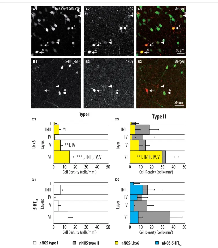 FIGURE 4 | Distributions of GFP-expressing cells among type I and type II nNOS immunolabeled neurons in Lhx6-Cre/R26R-YFP and 5-HT 3A :GFP mice