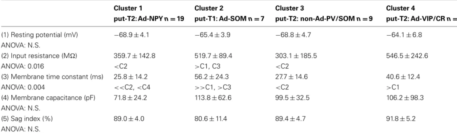 Table 2 | Passive membrane properties. Cluster 1 put-T2: Ad-NPY n = 19 Cluster 2 put-T1: Ad-SOM n =7 Cluster 3 put-T2: non-Ad-PV/SOM n = 9 Cluster 4 put-T2: Ad-VIP/CR n = 7 (1) Resting potential (mV) − 68.9 ± 4.1 − 65.4 ± 3.9 − 68.8 ± 4.7 − 64.1 ± 6.8 ANOV