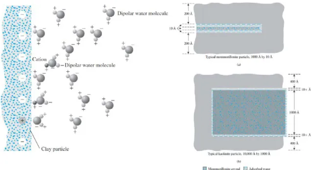 Figure 1.5: Attraction of dipolar molecules in diffuse double layer and clay-water system (Das 2015).