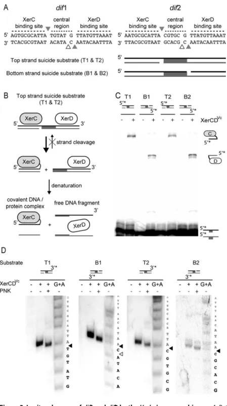 Figure 3. In vitro cleavage of dif 1 and dif 2 by the V. cholerae recombinases. A. Putative XerC Vc and XerD Vc cleavage sites on dif1 and dif2 and scheme of the suicide substrates used in this study