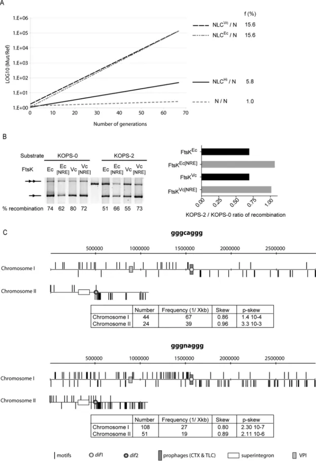 Figure 6. V. cholerae FtsK Orienting Polar Sequences. A. Growth competition of E. coli cells encoding FtsK hybrids