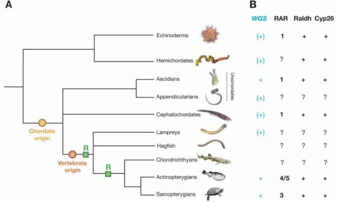 Figure 1. Deuterostome phylogeny and components of the RA signaling pathway in deuterostomes