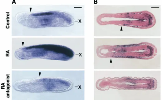 Figure 4. RA signaling controls Hox1 expression in central nervous system (CNS) and general ectoderm of developing  amphioxus