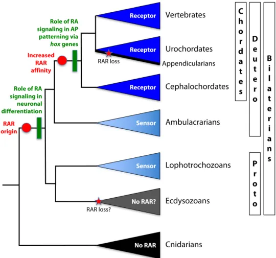 Fig. 7. A simplified phylogeny of metazoan animals illustrating major events of RA signaling evolution