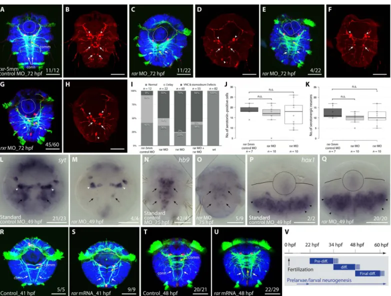 Fig. 5. Perturbation of RAR and RXR functions in P. dumerilii . (A to Q) Knockdown of rar and rxr by MO injections into P