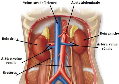 Figure 18 : Situation des reins sur la paroi abdominale dorsale (Mckinley et al. 2012)  i
