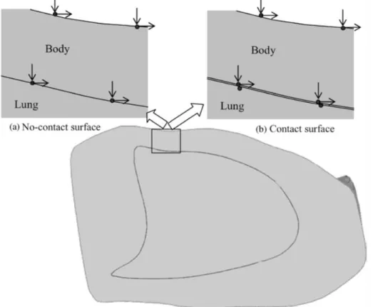 Figure 30 : Les deux modèles de contact appliqués entre les poumons et la paroi thoracique (Al- (Al-Mayah et al