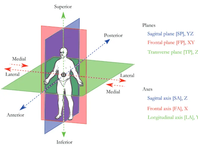 Figure 2.1 Anatomical planes and axes 