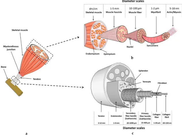 Figure 2. Overview of the bone-tendon-muscle continuum in the human musculo-skeletal system (a)