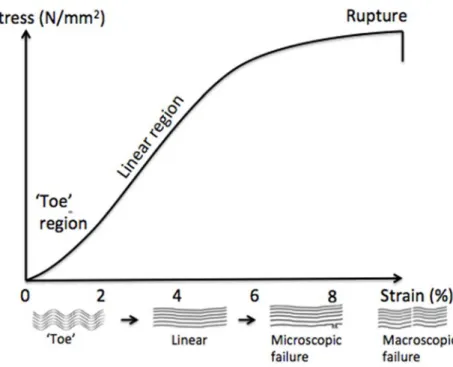 Figure 3. Typical tendon response to stretching at fixed strain rate: stress-strain curve illustrating the  various deformations of the collagen fibrils